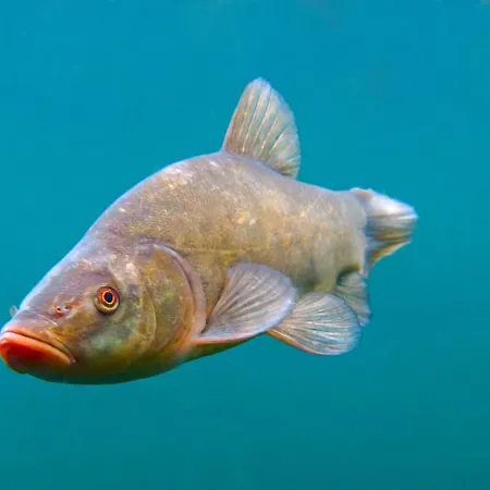 Gasthaus Zur Nixe Гостевой дом