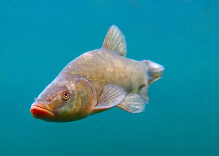 Gasthaus Zur Nixe Πανσιόν