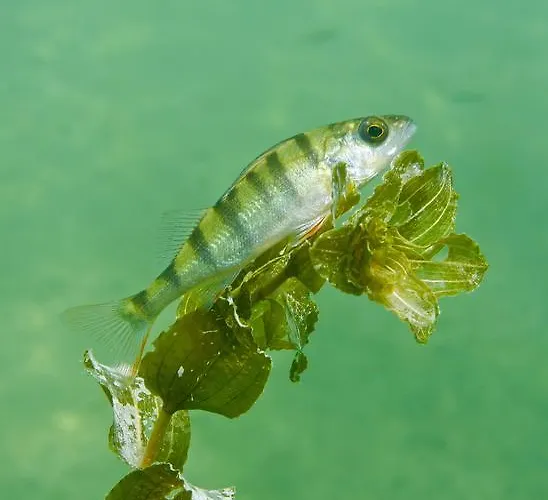 Gasthaus Zur Nixe Steinbach am Attersee